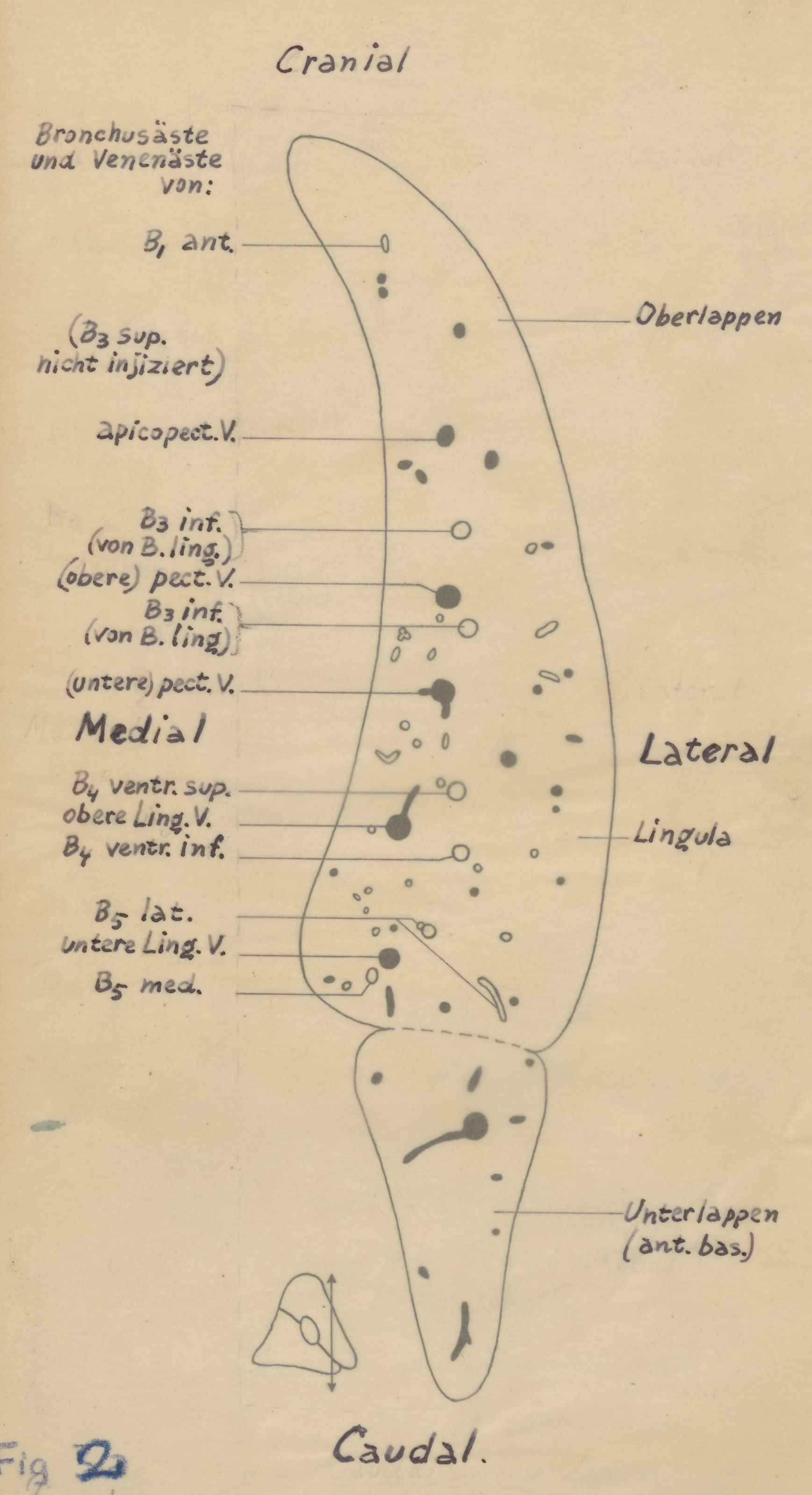 Cross section of the bronchi